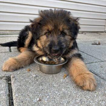 Shepherd and Mixed Breed Dogs Available for Adoption - Primo | PetCurious