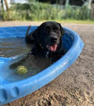 Arabella -  Black Labrador Retriever Dog for Adoption in Toronto, Ontario - Arabella | PetCurious