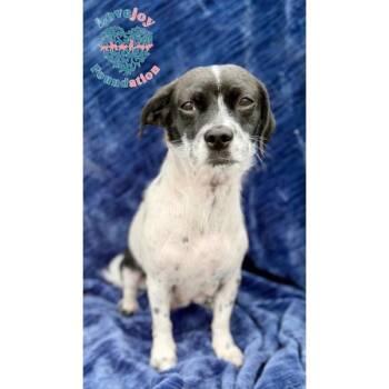 Molly Mae -  Chihuahua and Terrier Dog for Adoption in Inglewood, California - Molly Mae | PetCurious