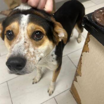 Mixed Breed Dogs Available for Adoption in Lufkin, Texas - Flip | PetCurious