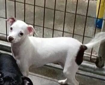 Curley -  Chihuahua and Mixed Breed Dog for Adoption in Hobart, Indiana - Curley | PetCurious