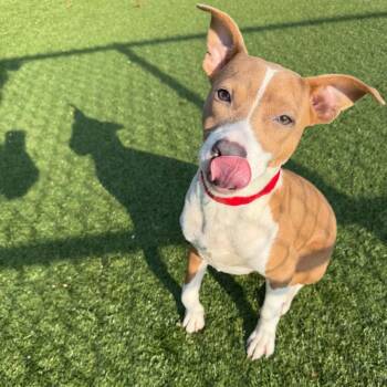 Lacie -  Mixed Breed Dog for Adoption in Binghamton, New York - Lacie | PetCurious