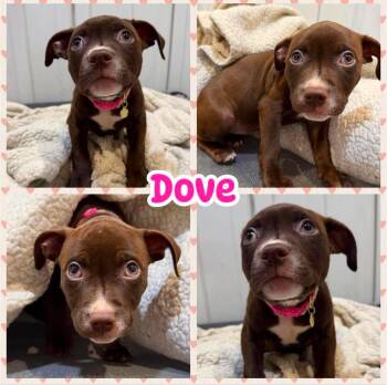 Dove -  Labrador Retriever and Pit Bull Terrier Dog for Adoption in Ringwood, New Jersey - Dove | PetCurious