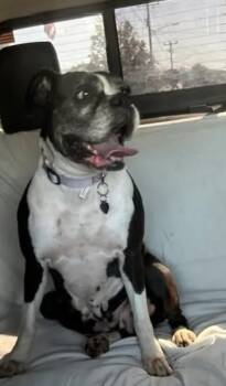 Lexus -  Boxer Dog for Adoption in Hamburg, New York - Lexus | PetCurious