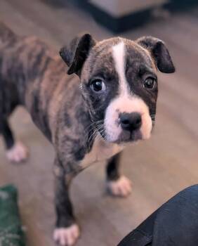 Pit Bull Terrier and Boxer Dogs Available for Adoption - Scottie | PetCurious