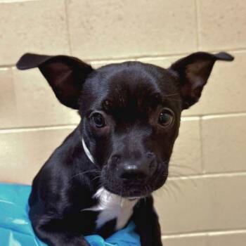 Roland -  American Staffordshire Terrier Dog for Adoption in Walnut Creek, California - Roland | PetCurious