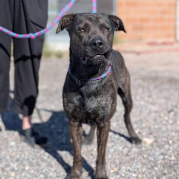 Mixed Breed and Pit Bull Terrier Dogs Available for Adoption in Salt Lake City, Utah - Axel | PetCurious