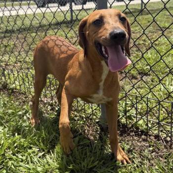 Jolene -  Labrador Retriever and Mixed Breed Dog for Adoption in Hobe Sound, Florida - Jolene | PetCurious