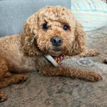 Banks -  Cockapoo Dog for Adoption in Fairfax, Virginia - Banks | PetCurious