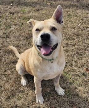 Rescue Labrador Retriever and Mixed Breed Dogs for Adoption in Cedar Rapids, Iowa - Huck | PetCurious