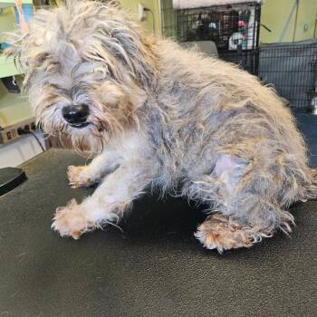 Poodle Dogs Available for Adoption - Oscar | PetCurious