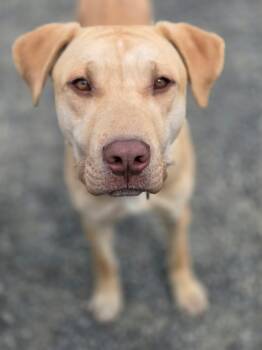 Labrador Retriever and Pit Bull Terrier Dogs Available for Adoption in Port Angeles, Washington - Wrinkles | PetCurious