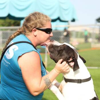 Duke -  Pit Bull Terrier Dog for Adoption in Evansville, Indiana - Duke | PetCurious