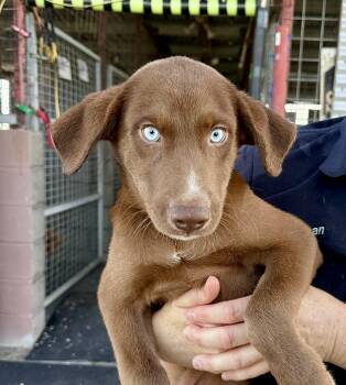 A litter - Andy -  Labrador Retriever and Husky Dog for Adoption in Edna, Texas - A Litter - Andy | PetCurious