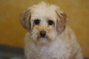 Rescue Miniature Schnauzer Dogs for Adoption in Peyton, Colorado - Chardonnay | PetCurious