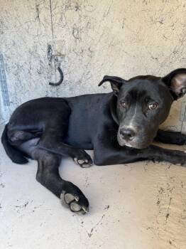 Mixed Breed Dogs Available for Adoption in Clarksville, Tennessee - Jared | PetCurious