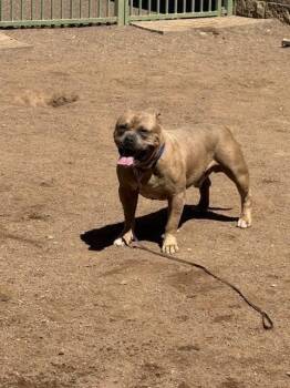 Ollie -  Pit Bull Terrier Dog for Adoption in Hobbs, New Mexico - Ollie | PetCurious