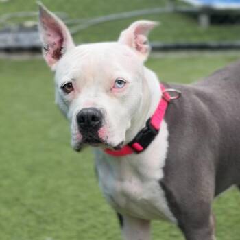 Holly A2295538 -  Pit Bull Terrier Dog for Adoption in Los Angeles, California - Holly A2295538 | PetCurious