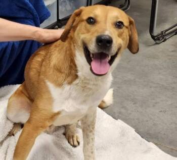 German Shepherd Dog and Mixed Breed Dogs Available for Adoption in Leesburg, Virginia - HANSEL | PetCurious