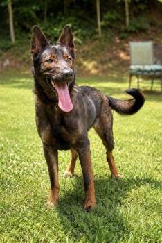 Coco -  Belgian Shepherd Malinois Dog for Adoption in Dahlonega, Georgia - Coco | PetCurious