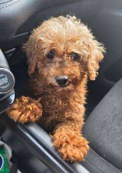 Wren -  Poodle Dog for Adoption in Malvern, Pennsylvania - Wren | PetCurious