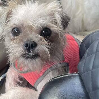 Brussels Griffon and Yorkshire Terrier Dogs Available for Adoption in Cupertino, California - LOLITA 2 Yrs Tiny 7 Lbs | PetCurious