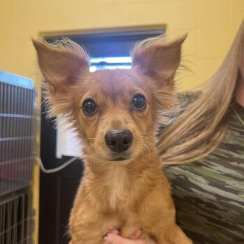 Karma 5078 -  Terrier Dog for Adoption in Loxahatchee Groves, Florida - Karma 5078 | PetCurious