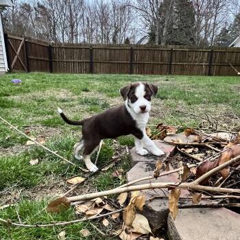 Labrador Retriever Dogs Available for Adoption - Daffodil | PetCurious