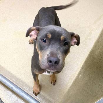 Pit Bull Terrier Dogs Available for Adoption in Monroe, Georgia - Toffee #23017 | PetCurious