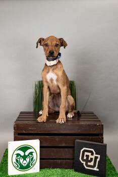 642-26 -  Terrier Dog for Adoption in Brighton, Colorado - 642-26 | PetCurious