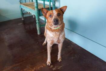 Maverick -  Australian Cattle Dog Blue Heeler Dog for Adoption in San Antonio, Texas - Maverick | PetCurious