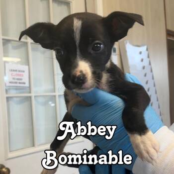 Abbey Bominable -  Shepherd and Cattle Dog Dog for Adoption in Hillsboro, Ohio - Abbey Bominable | PetCurious
