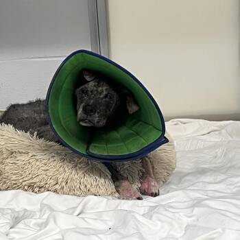 Mixed Breed Dogs Available for Adoption in West Palm Beach, Florida - Rimaru | PetCurious
