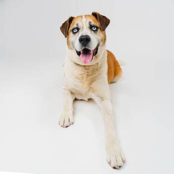 Bruno -  Shepherd and Husky Dog for Adoption in Palm Springs, California - Bruno | PetCurious