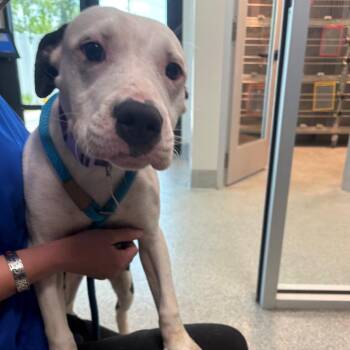 Gamora -  Mixed Breed Dog for Adoption in Englewood, Florida - Gamora | PetCurious