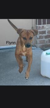 Flynn -  Black Mouth Cur Dog for Adoption in Plano, Texas - Flynn | PetCurious