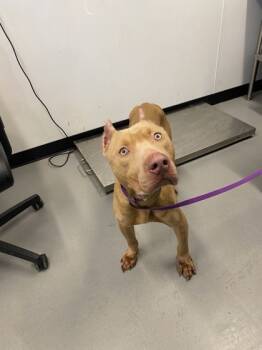 Rescue Mixed Breed Dogs for Adoption in West Chester, Pennsylvania - Trent | PetCurious