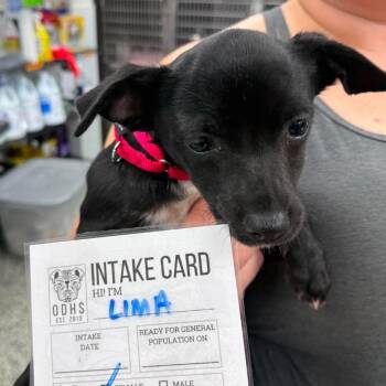 Lima -  Mixed Breed Dog for Adoption in Fredericksburg, Virginia - Lima | PetCurious