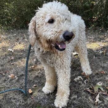 Theo -  Poodle and Mixed Breed Dog for Adoption in Brainerd, Minnesota - Theo | PetCurious
