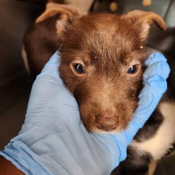 Leah -  Terrier and Mixed Breed Dog for Adoption in Birmingham, Alabama - Leah | PetCurious