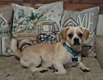 Huck -  Mixed Breed Dog for Adoption in De Pere, Wisconsin - Huck | PetCurious
