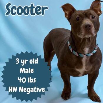 Scooter -  Pit Bull Terrier Dog for Adoption in Ringwood, New Jersey - Scooter | PetCurious