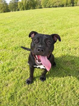 Lott -  Staffordshire Bull Terrier and American Bulldog Dog for Adoption in Albany, Georgia - Lott | PetCurious