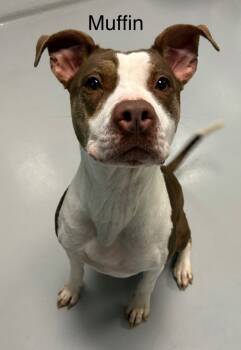 Rescue Pit Bull Terrier Dogs for Adoption in Topeka, Kansas - Muffin | PetCurious