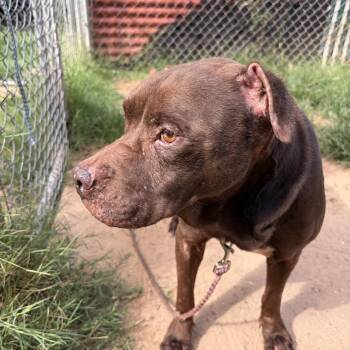 Bande -  Chocolate Labrador Retriever and Terrier Dog for Adoption in Austin, Texas - Bande | PetCurious