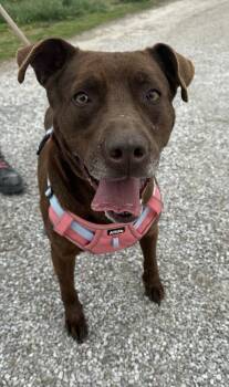 Rescue Labrador Retriever and Pit Bull Terrier Dogs for Adoption in Evansville, Indiana - Stella Grace | PetCurious