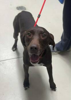 German Shorthaired Pointer Dogs Available for Adoption in Wood Dale, Illinois - Hershey- Foster Or Foster To Adopt Home Needed!! | PetCurious