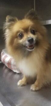 Leesi -  Pomeranian Dog for Adoption in Tifton, Georgia - Leesi | PetCurious