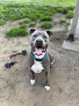 Rescue Pit Bull Terrier Dogs for Adoption in Kuna, Idaho - Blu | PetCurious