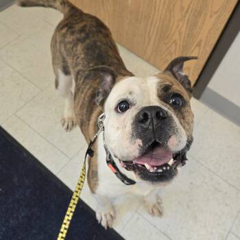 Bulldog Dogs Available for Adoption - Shelia | PetCurious